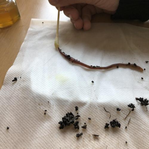 Biologieunterricht zum Thema Boden 