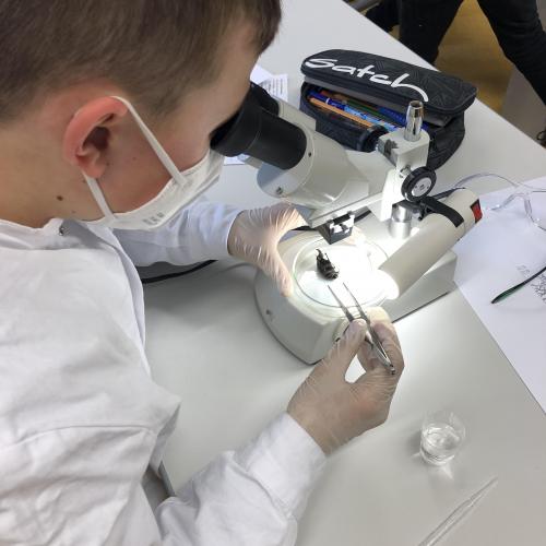 Labor_Insekten_4