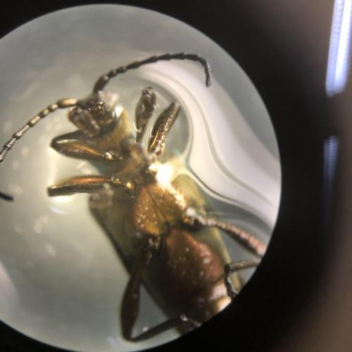 Labor_Insekten_3