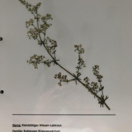Herbarium 10