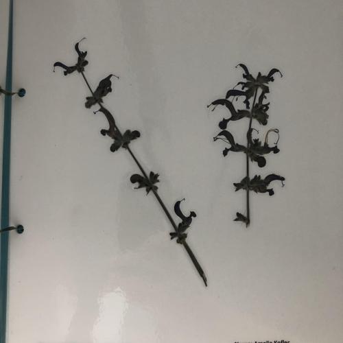 Herbarium 4