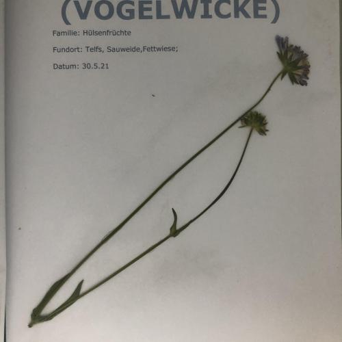 Herbarium 6