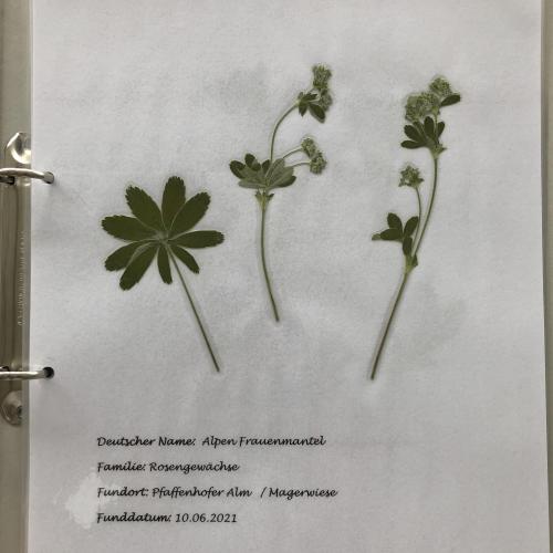 Herbarium 7