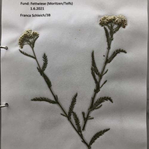 Herbarium 8