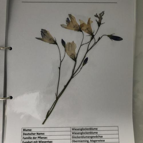 Herbarium 1Herbarium 9