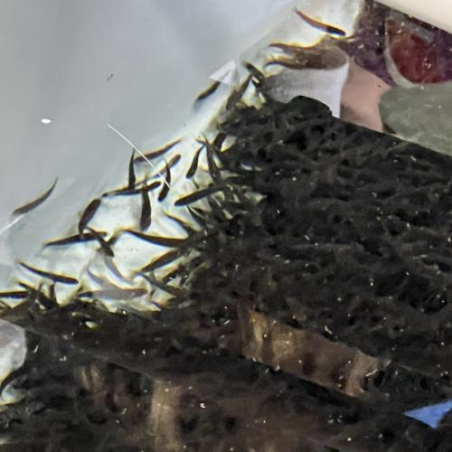Jungfische