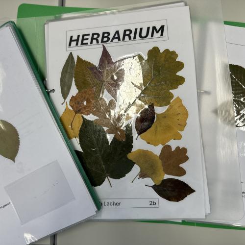herb_4