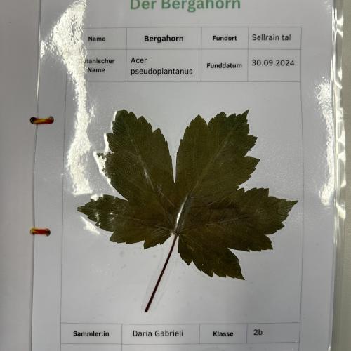 herb_2