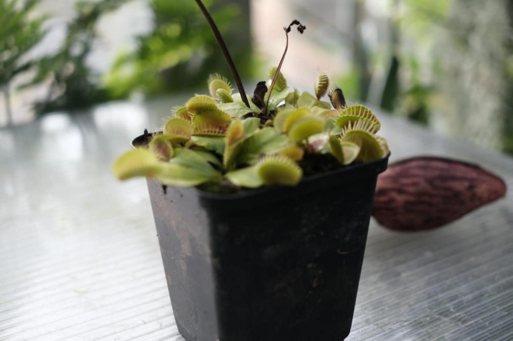 Fleischfressende Pflanze