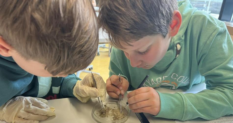Schüler beim sezieren von Gewölle